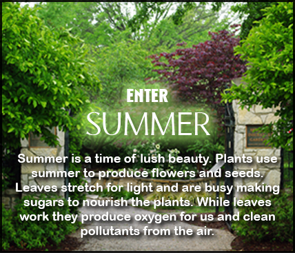 Summer is a time of lush beauty. Plants use summer to produce flowers and seeds. Leaves stretch for light and are busy making sugars to nourish the plants. While leaves work they produce oxygen for us and clean pollutants from the air.